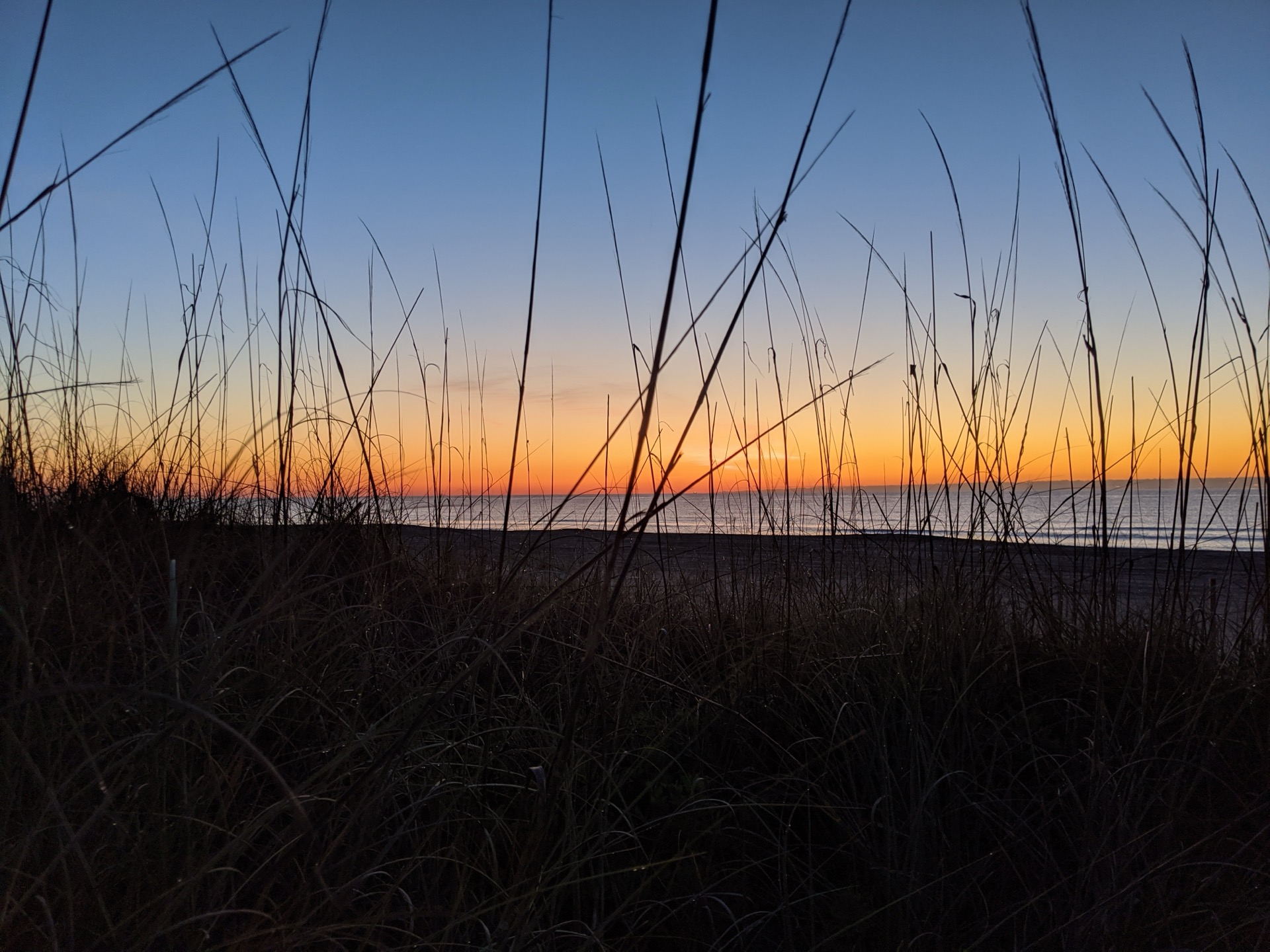 Sunrise over the Atlantic Ocean seen through sea oats and dune grass on Amelia Island