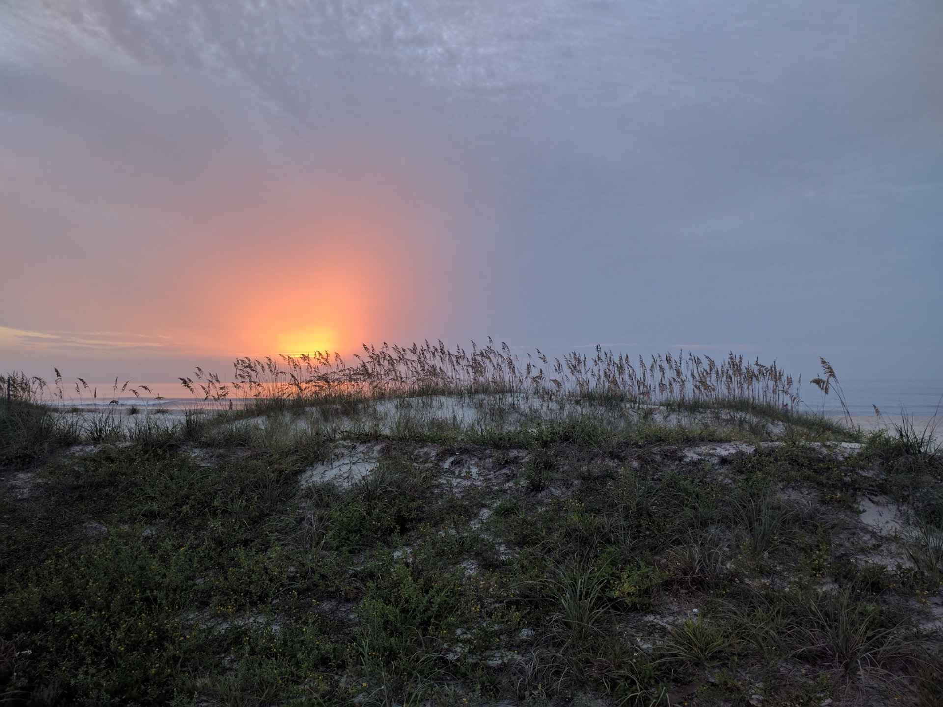 Sunrise glowing behind sea oats atop sand dunes on Amelia Island