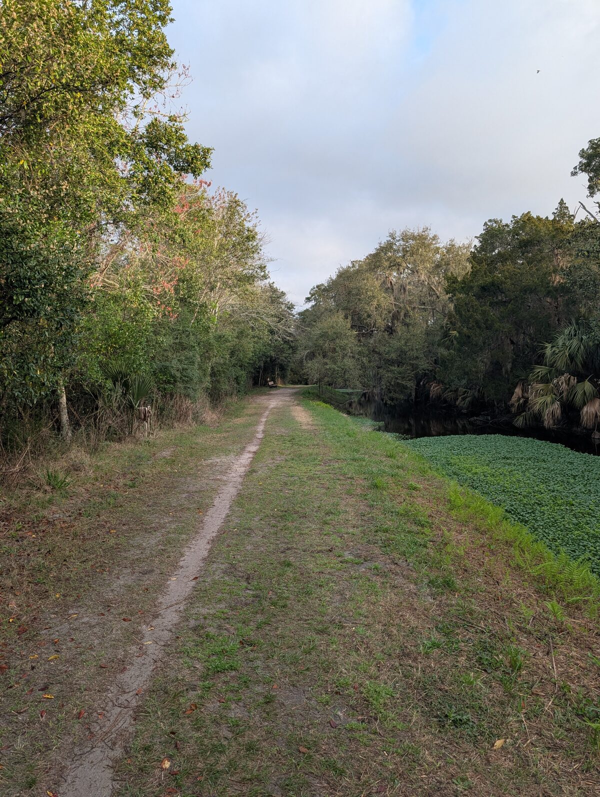 Mowed grass trail through the greenway with tree canopy