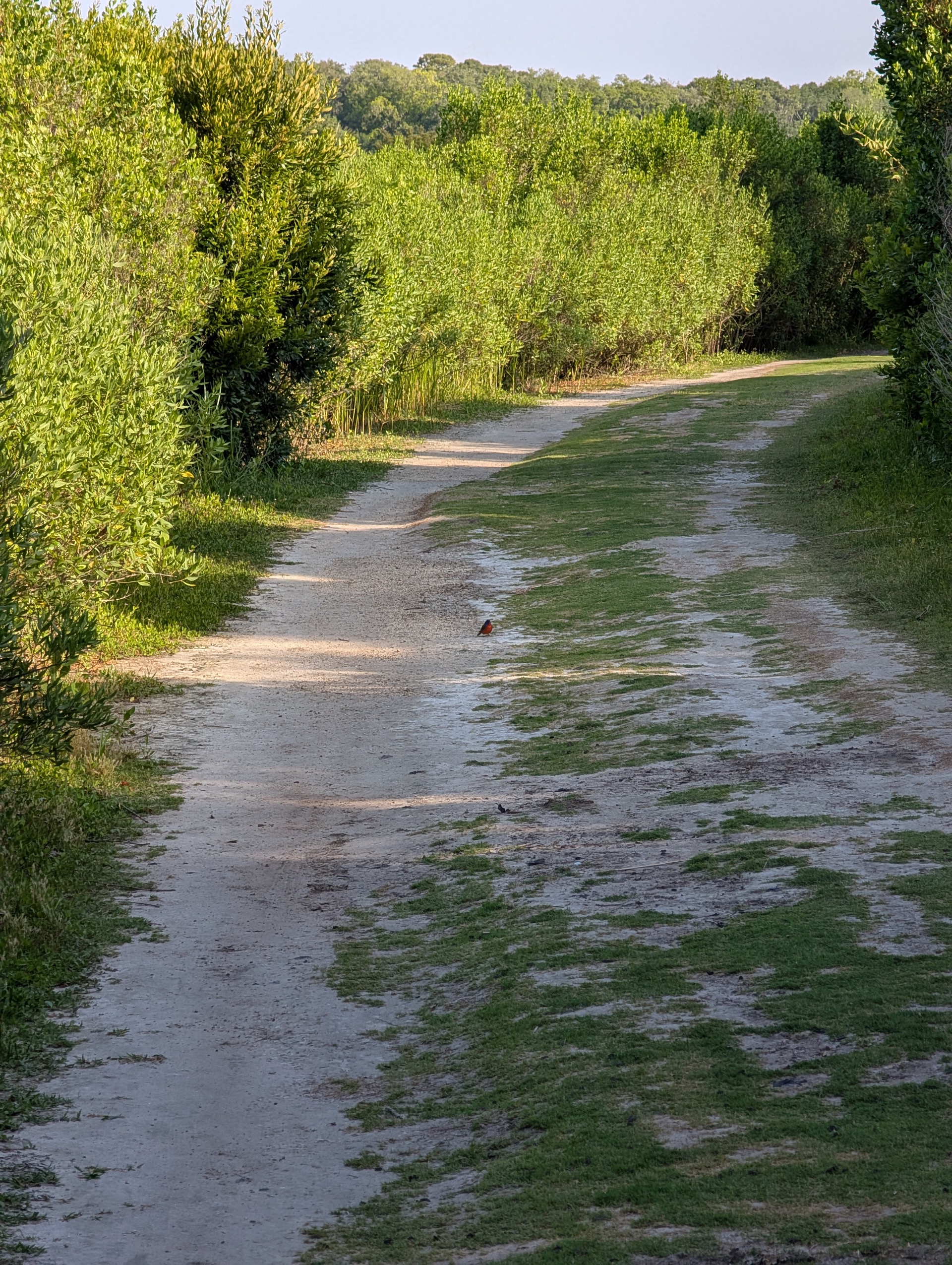 Green path through Egans Creek Greenway with lush vegetation on Amelia Island