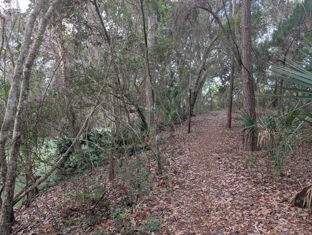 Leaf-covered trail through maritime hammock