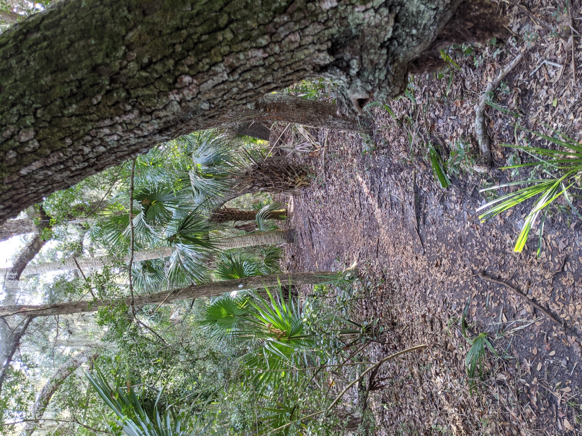 Massive live oak trunk arching over the trail with saw palmettos below