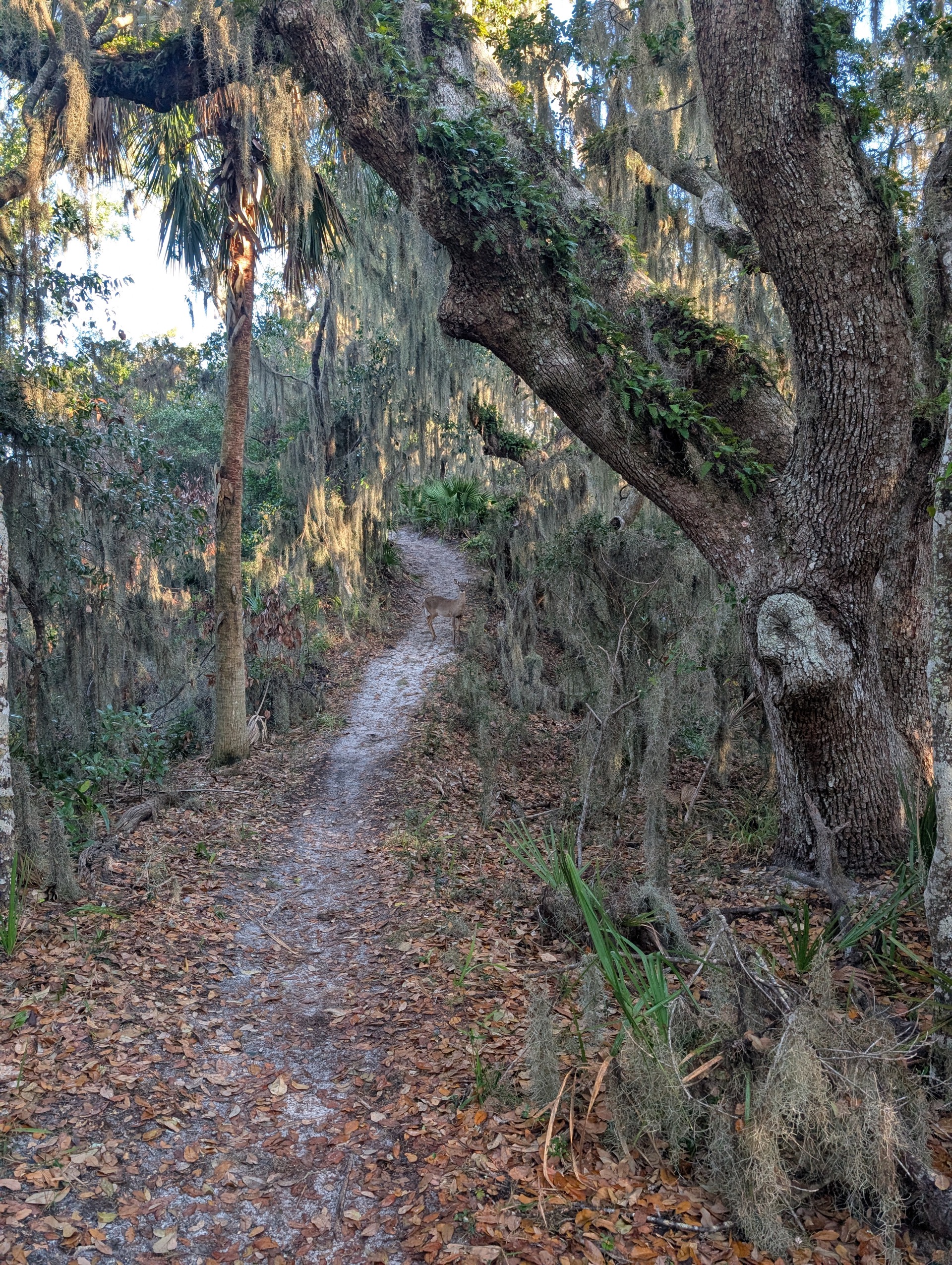 Sandy singletrack trail winding through maritime forest draped in Spanish moss at Fort Clinch State Park