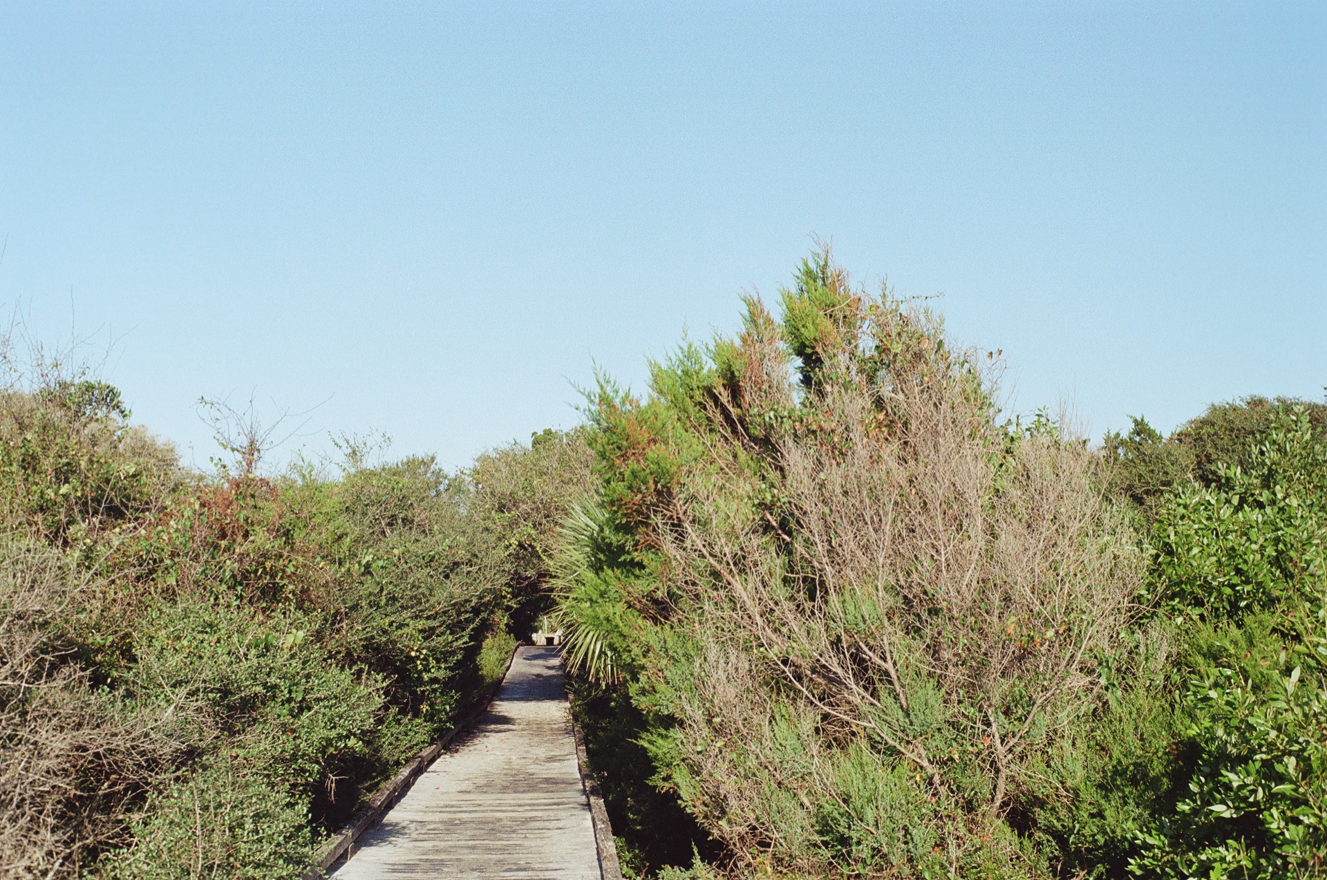 Wooden boardwalk trail cutting through coastal vegetation under a clear blue sky