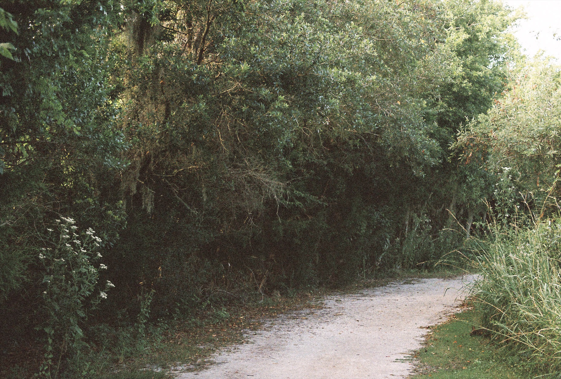 Paved trail curving under a dense live oak canopy on Amelia Island